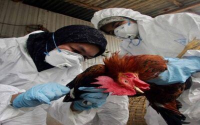 Bolivia importará 10 MM de vacunas contra la influenza aviar