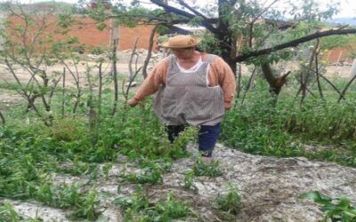 Granizada destrozó cultivos en las zonas altas de Tarija