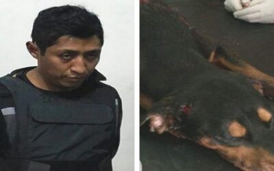 Daniel Rojas, el biocida que mató a machetazos a Joky, un can, en Cochabamba, fue sentenciado a cuatro años