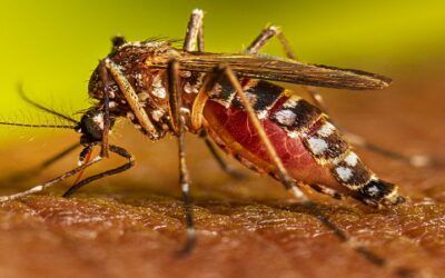 Casos de dengue ascienden a 19.081 en Bolivia, aunque en la última semana no hay decesos