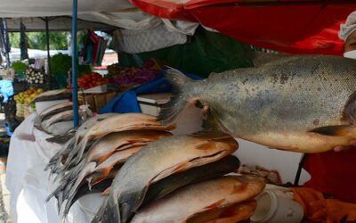 Gran variedad de pescados para el Viernes Santo, los precios están desde los Bs 18 y Bs 80 el kilo