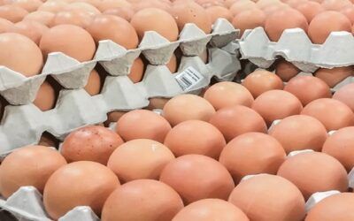 La escasez y alza del precio del huevo durará hasta fin de año