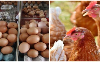Para el Gobierno, alza de los precios del pollo y del huevo es ‘coyuntural’