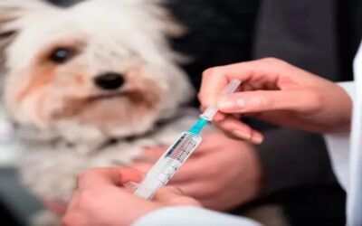 Campaña de vacunación antirrábica en Bolivia para septiembre y vacunar a 3 millones de mascotas