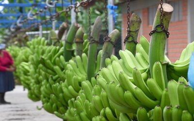 Productores bananeros del Chapare proponen hacer transacciones en yuanes con Argentina