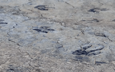 Hallan huellas de dinosaurios en Tarija de hace 150 millones de años que están a punto de desaparecer