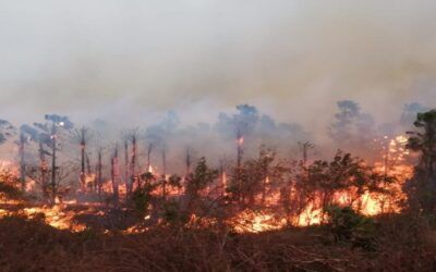 Incendios en Bolivia afectaron a 82.768 hectáreas