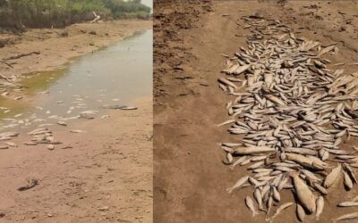 La sequía y el bajo nivel de las aguas matan a los peces del Pilcomayo en Tarija