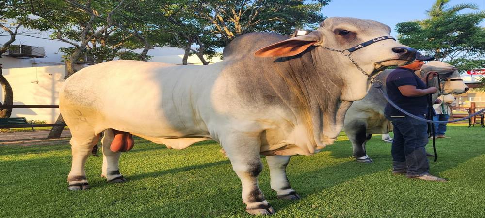 Con 1.220 kg, Poseidón FIV es el toro más pesado de Expocruz 2023, llevará su genética al Brasil (video)