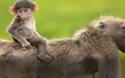 Después de la polémica con la oveja Dolly, científicos chinos logran con éxito clonar un mono