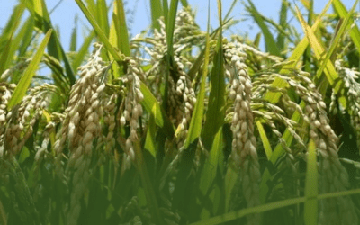 El Gobierno asegura provisión de arroz al mercado interno, pero alista levantar la subvención