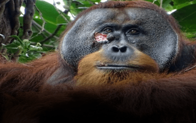 Un orangután se curó una herida en el rostro con un ungüento que el mismo preparó; científicos investigan