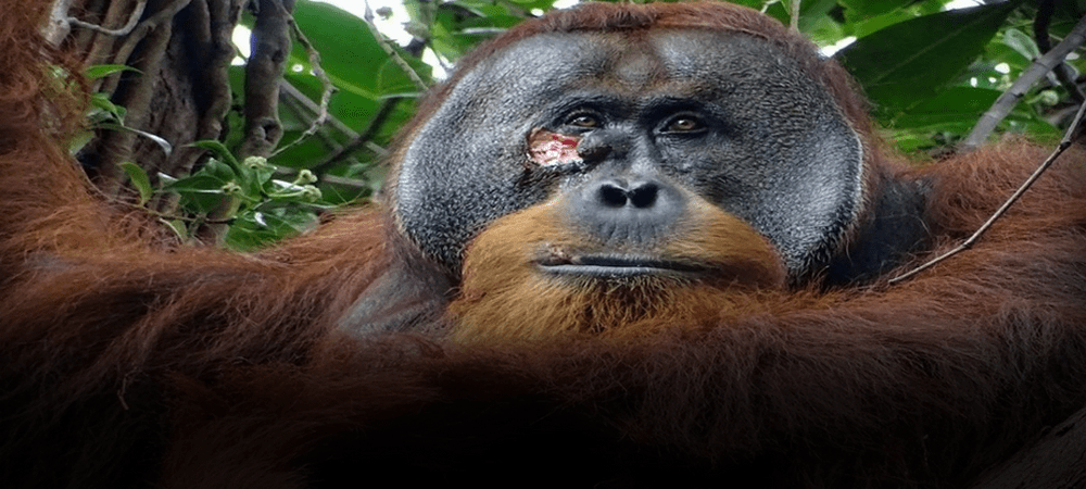 Un orangután se curó una herida en el rostro con un ungüento que el mismo preparó; científicos investigan