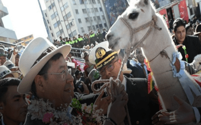 Luis Arce industrializará la producción de camélidos; inauguró el Año Internacional de este gremio en La Paz