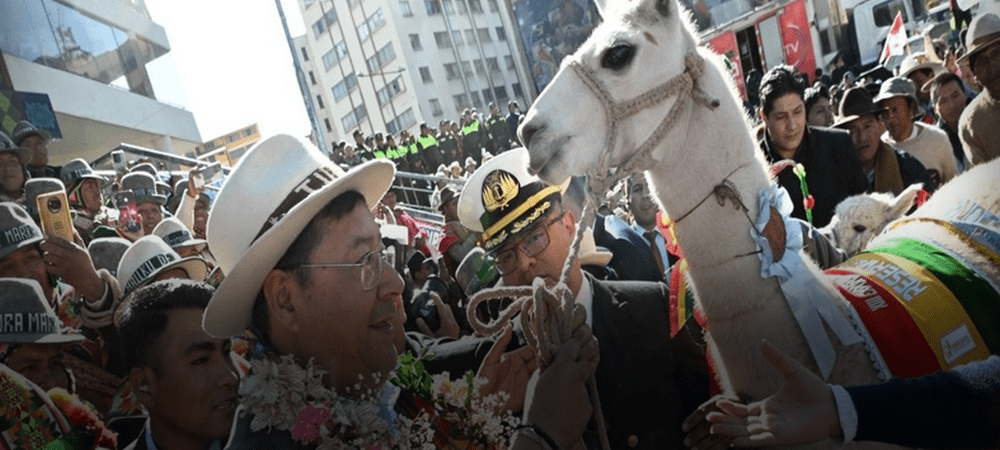 Luis Arce industrializará la producción de camélidos; inauguró el Año Internacional de este gremio en La Paz