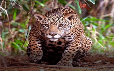 Un hombre fallece tras el ataque de un jaguar que se escapó de un bioparque en Santa Cruz