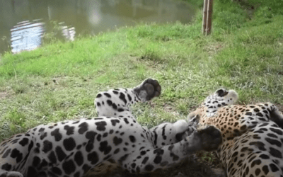 El hombre que murió por el ataque de un jaguar fue por shock hipovolémico, le arrancó la tráquea