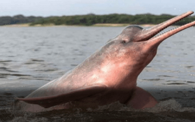 El delfín o bufeo encontrado en Yapacaní es único de los ríos de Bolivia, instan a cuidarlos, son migratorios