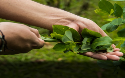 Los cultivos de coca en Bolivia aumentaron de 29.900 has a 31.000 has, un 4% en 2023: UNODC