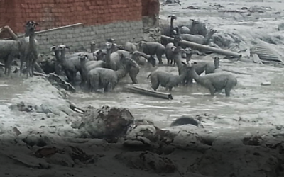 Tragedia, una mazamorra en Llallagua-Potosí entierra personas y animales