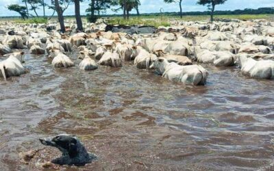 Inundaciones: El ganado en el Beni muere bajo el agua, temen crisis alimentaria, unas 200.000 cabezas en riesgo