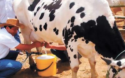 Inminente alza del precio del litro de leche, productores advierten venta directa al consumidor