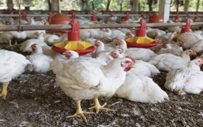 Emapa anuncia entrega de maíz subvencionado a avicultores a partir de este lunes