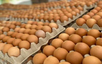 Chile comisa más de 1 millón de huevos de procedencia Bolivia que ingresaban por contrabando