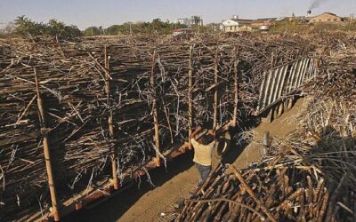 Alerta: Habrá escasez de azúcar debido a la zafra cañera que tiene un retraso debido a la falta de diésel
