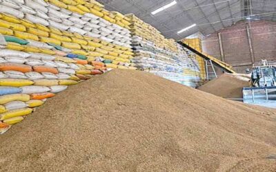 Escándalo: El Gobierno compró 700 tn de arroz de mala calidad a Argentina, el producto no es apto por el consumo