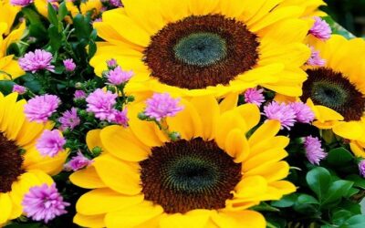 El ingreso del frente frío hasta el 27 de agosto le dice adiós al invierno, bienvenida primavera