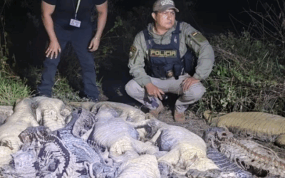 Biocidio: Al menos 40 lagartos descuartizados en una laguna en el Beni