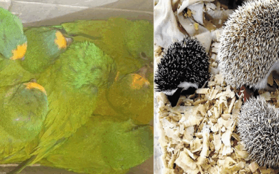 Al menos 28 loros enviados como encomienda en Oruro con destino, Chile, en Quillacollo; comercializaban erizos