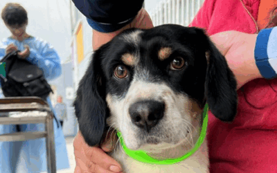 Si amas a tu peludito llévalo a vacunar: Bolivia encara masiva vacunación, el reto, inmunizar a 3 millones de canes y gatos