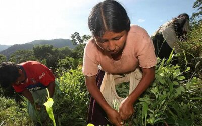 Bolivia: Unodc registra un incremento del 10% de cultivos de coca, de 31.000 has en 2023 a 34.000 has en 2024