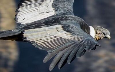 Bolivia rememoró el Día del Cóndor Andino reivindicando la protección del símbolo nacional