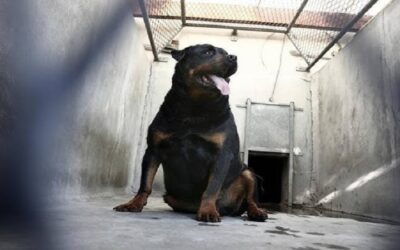 Oruro: Un hombre muere atacado por dos perros rottweiler al defender a su dueño