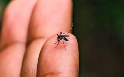 La chikunguña ahora causa estragos en el Occidente de Bolivia, en Potosí se reportan 31 casos