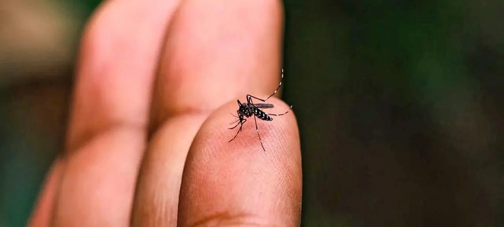 La chikunguña ahora causa estragos en el Occidente de Bolivia, en Potosí se reportan 31 casos