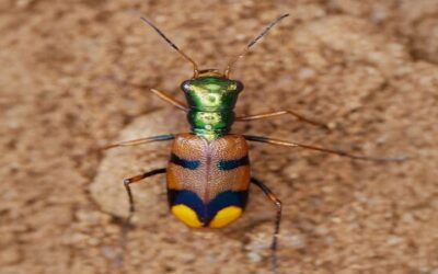 El escarabajo boliviano, un insecto propio de la Chiquitanía compite en certamen mundial