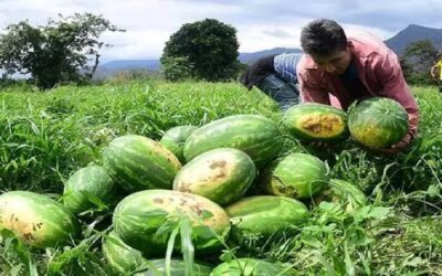 La CAO advierte riesgo de alimentos sino se asegura la provisión de diésel para la campaña de verano