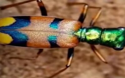 Escarabajo boliviano gana evento mundial con 300.000 votos