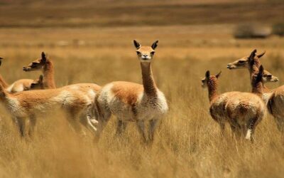 Bolivia hará el Monitoreo Poblacional de Vicuñas con el objetivo de ver el estado de conservación de la especie