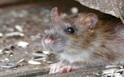 18 casos de hantavirus en Bolivia, los últimos cuatro, en Tarija