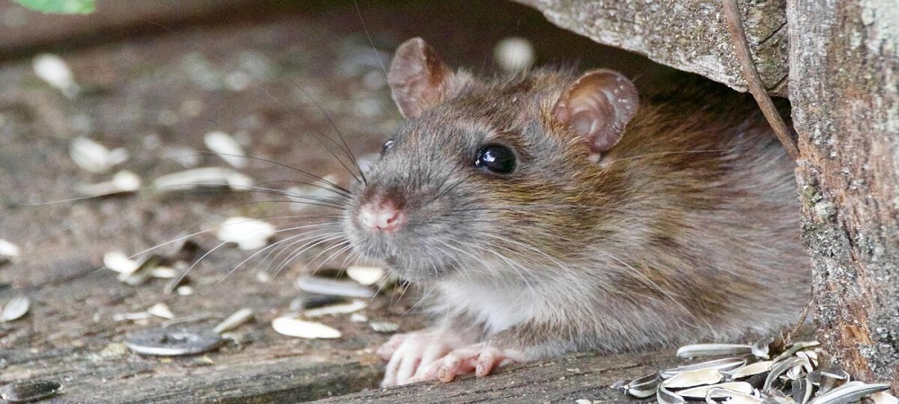 18 casos de hantavirus en Bolivia, los últimos cuatro, en Tarija