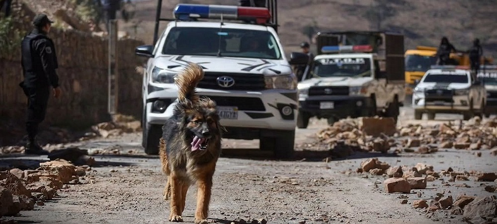 Rex, el perro callejero que acompañó a policías en los desbloqueos, fue adoptado por la Policía