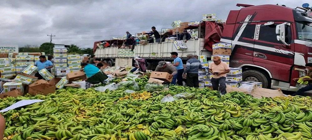 En la desesperación, bananeros echaron toneladas sobre la carretera, corren riesgo de perder el mercado de Argentina
