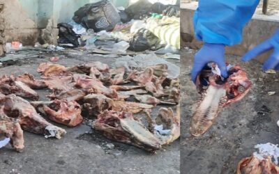 ¿En medio de la crisis se está comiendo carne de perro en El Alto?, hallaron restos de canes, la Alcaldía investiga