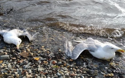 Mueren gaviotas en Hampaturi, investigan las causas, aunque niegan que sea por contaminación