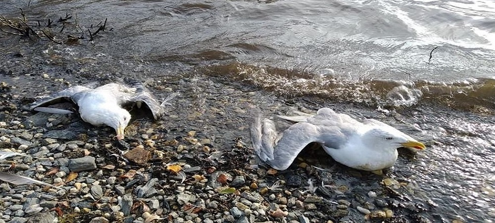 Mueren gaviotas en Hampaturi, investigan las causas, aunque niegan que sea por contaminación